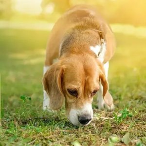 Anjing Mengendus