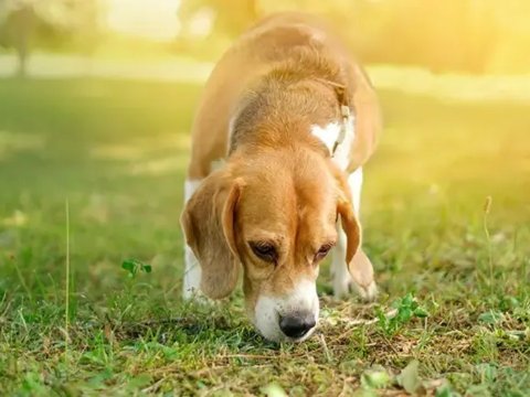 Anjing Mengendus