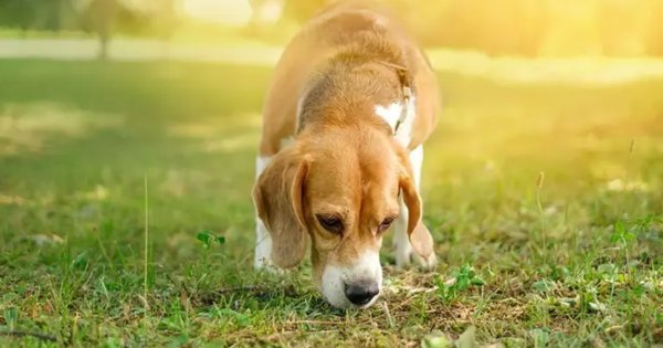 Anjing Mengendus