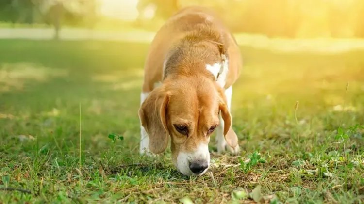 Anjing Mengendus