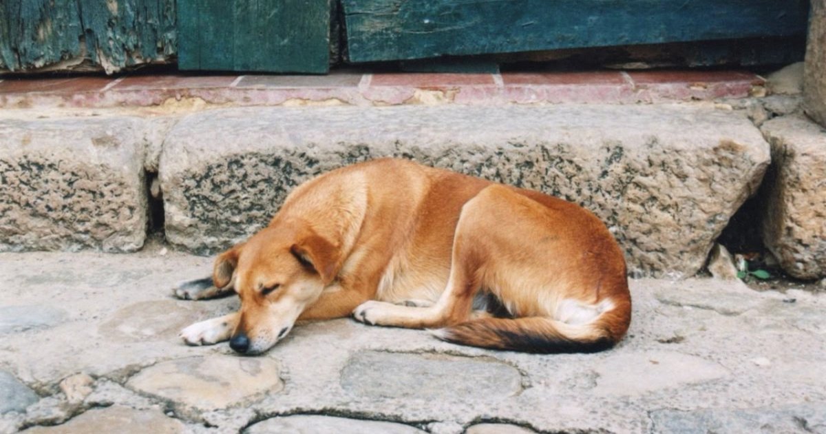 Anjing Tidur