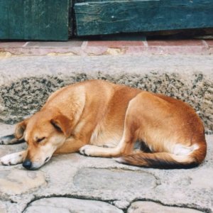 Anjing Tidur