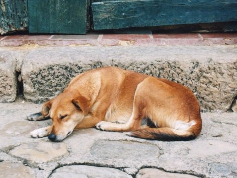 Anjing Tidur