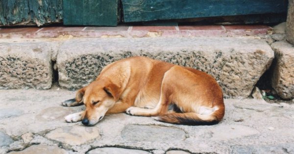 Anjing Tidur Anjing Tidur