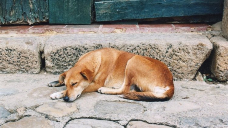 Anjing Tidur