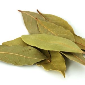 Daun Salam