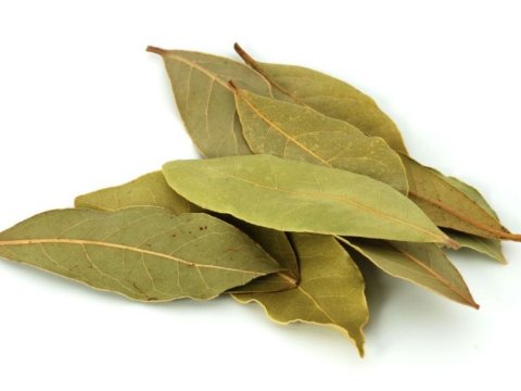 Daun Salam