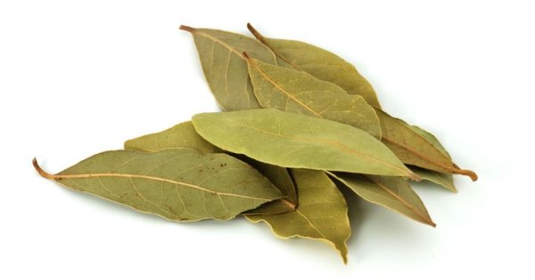 Daun Salam Daun Salam