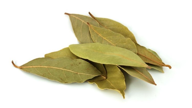 Daun Salam