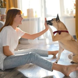 Dog Manners