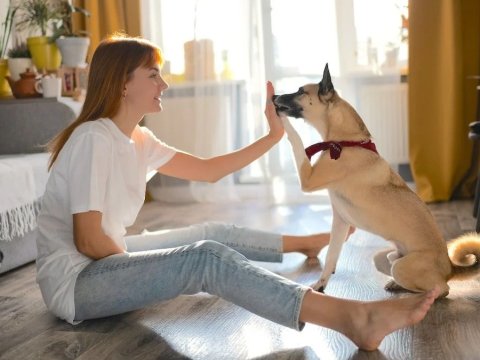 Dog Manners
