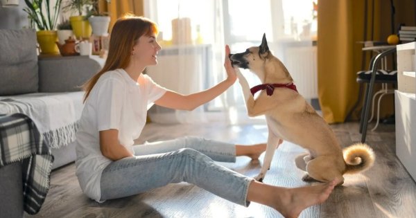 Dog Manners