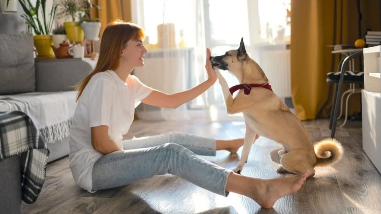 Dog Manners
