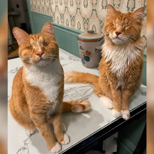 Gary (kiri) dan Shaggy