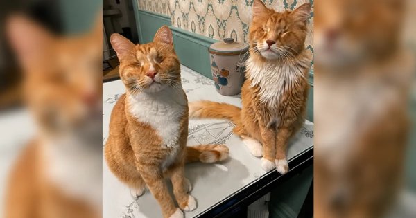 Gary (kiri) dan Shaggy Gary (kiri) dan Shaggy