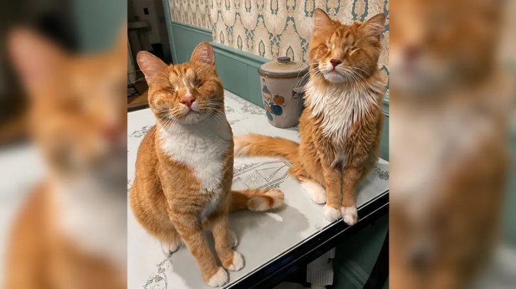 Gary (kiri) dan Shaggy