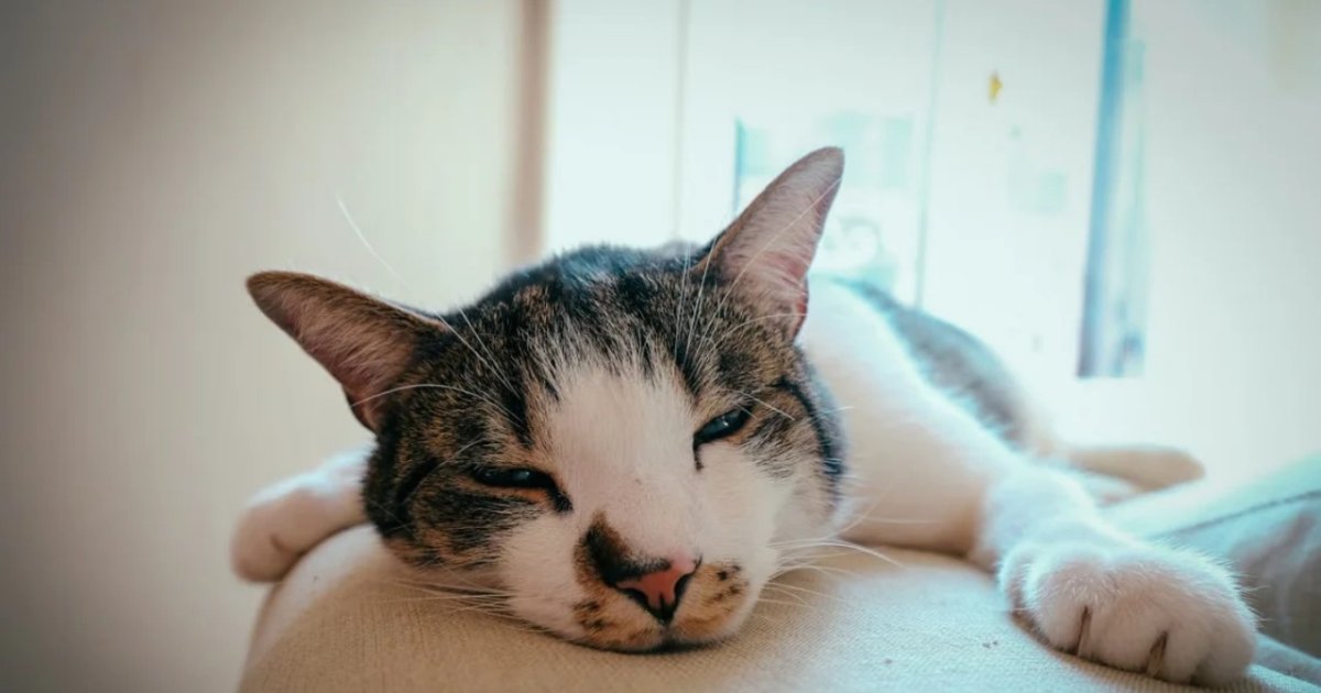 Kucing