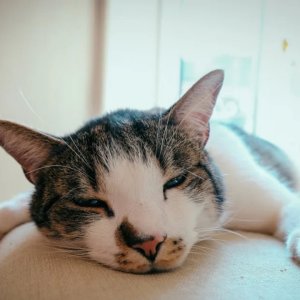 Kucing