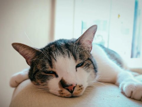 Kucing