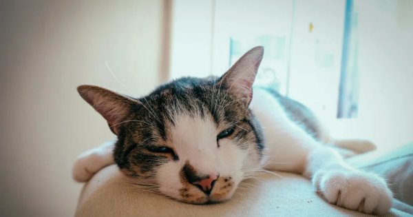 Kucing