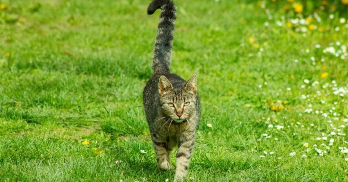 Kucing Ekor Tegak