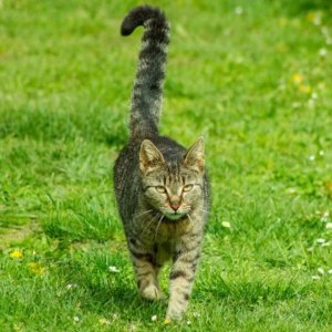 Kucing Ekor Tegak