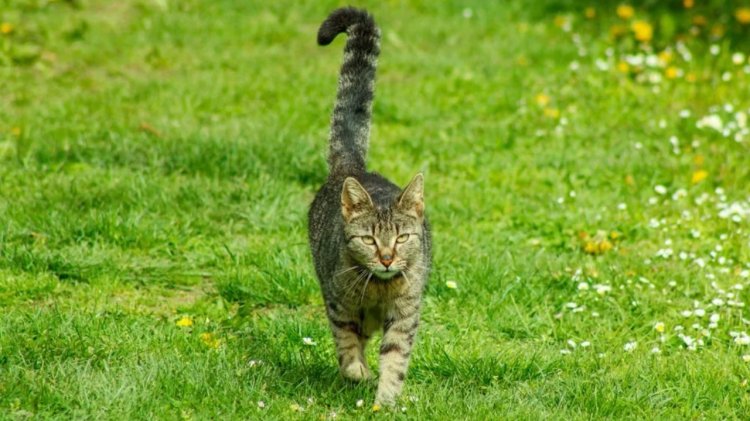 Kucing Ekor Tegak