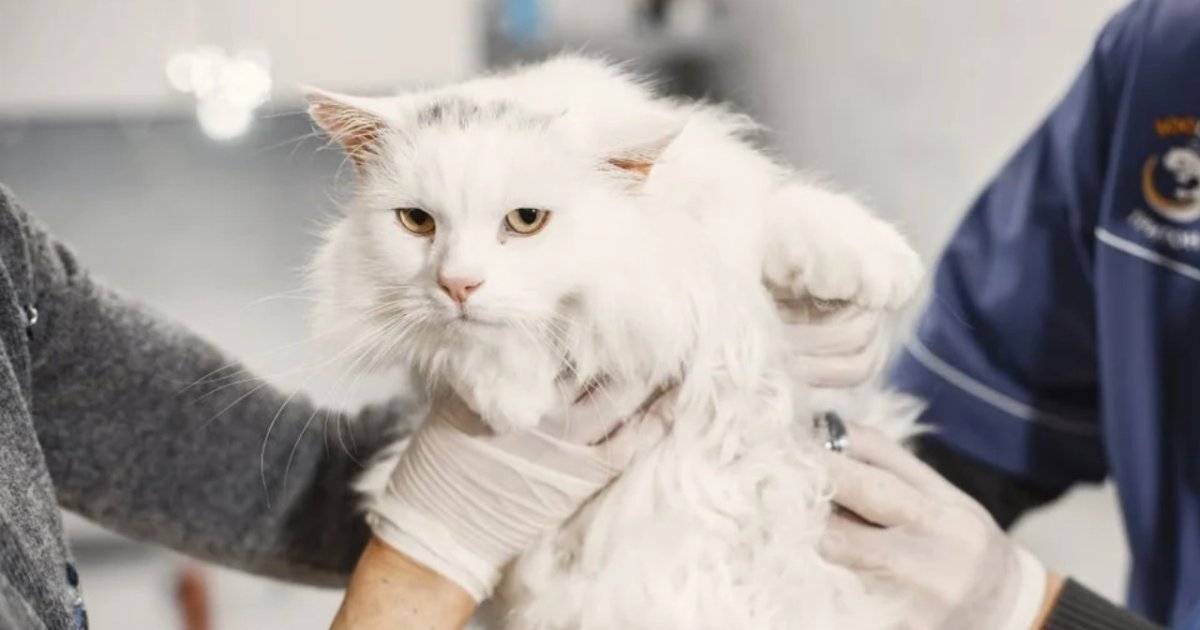 Kucing Grooming