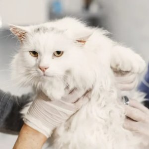 Kucing Grooming