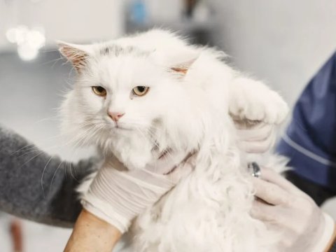 Kucing Grooming