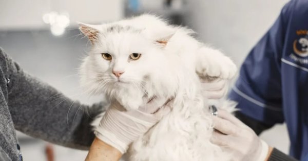 Kucing Grooming Kucing Grooming