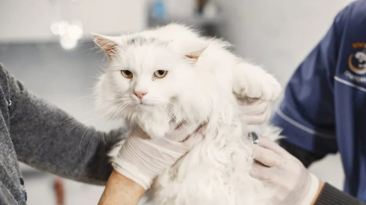 Kucing Grooming