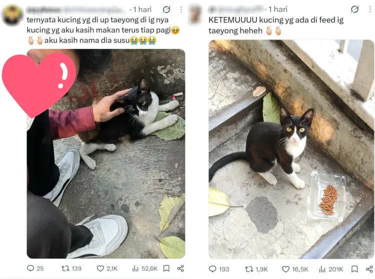 Kucing JPO Taeyong NCT (1) NCTzen bertemu 'Kucing Taeyong'. Foto: Dok. X