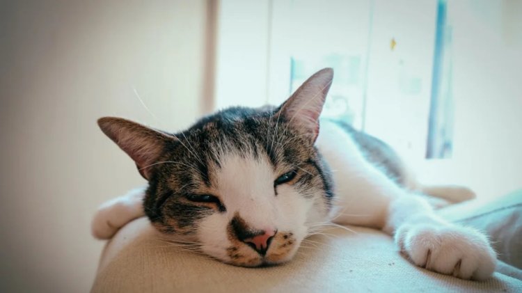 Kucing