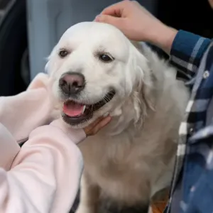 Pelihara anjing