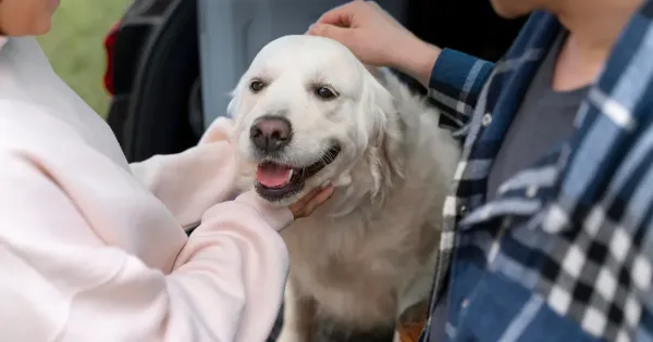 Pelihara anjing