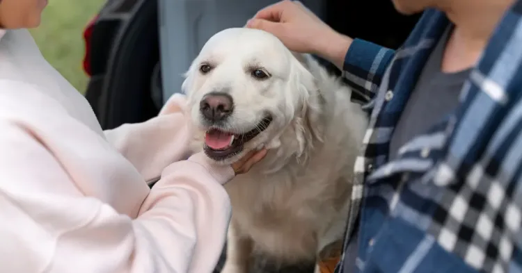 Pelihara anjing