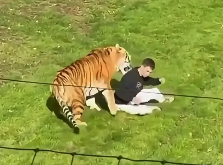 Pria Tewas Harimau Yorkshire Wildlife Park (2)