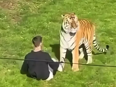 Pria Tewas Harimau Yorkshire Wildlife Park