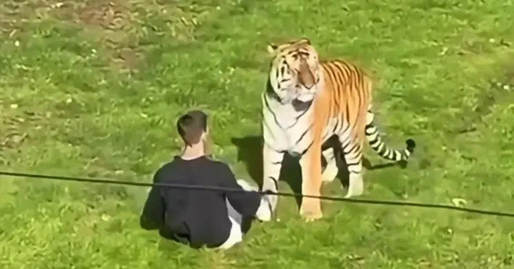 Pria Tewas Harimau Yorkshire Wildlife Park