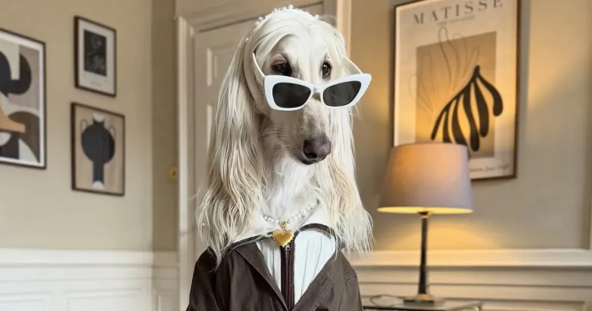 Samantha Afghan Hound