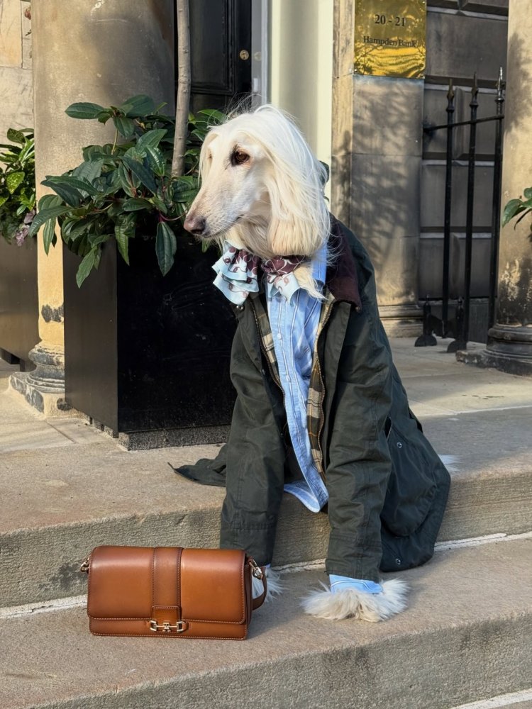 Samantha Afghan Hound (2)