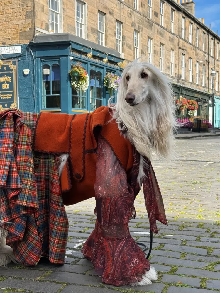 Samantha, si anjing Afghan Hound yang stylish. Foto: Dok. Instagram @afghanhoundinthecity