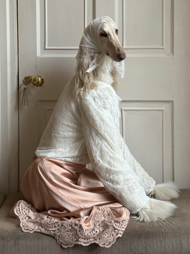 Samantha Afghan Hound (4) Penampilan modis Samantha Afghan Hound. Foto: Dok. Instagram @afghanhoundinthecity