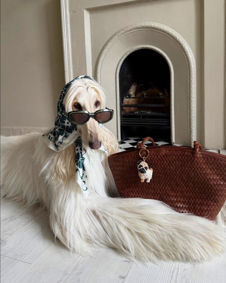 Samantha Afghan Hound Samantha mengenakan scarf dan kacamata hitam. Foto: Dok. Instagram @afghanhoundinthecity