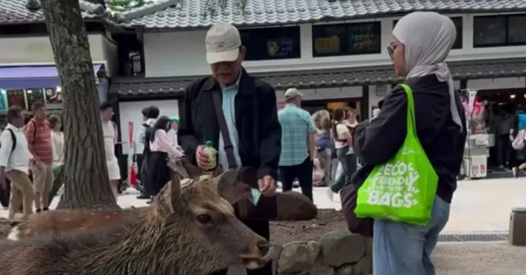 WNI Rusa Nara Park Jepang